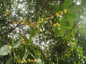 華中師大 桂子山 桂花