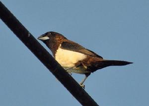 白腰文鳥安達曼亞種