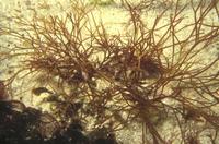 絲狀厚線藻