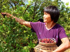 大紅梅楊梅