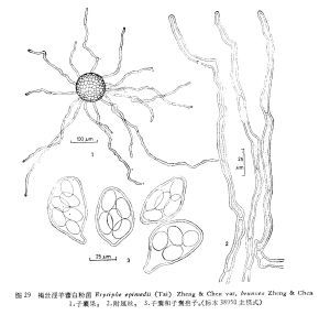 真菌