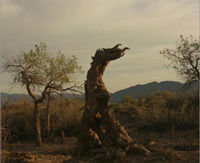 Populus euphratica