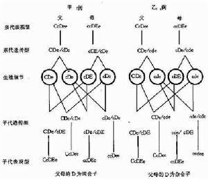 RH血型不合溶血病