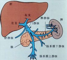 肝頸靜脈回流徵陽性