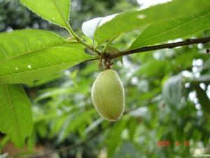 青果蘆根茶