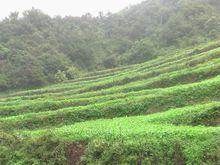 鹽塘村種植田