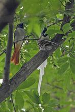 白鳥為雄性 栗鳥為雌性