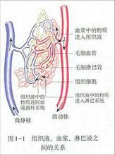 人體內環境