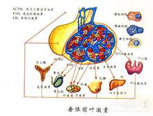 垂體前葉素