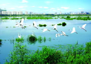 濱河濕地公園[臨沂市]