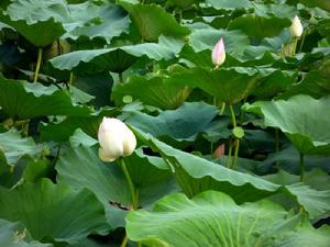 魏灣鎮[山東省菏澤市曹縣魏灣鎮]