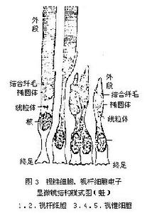 （圖）視細胞層