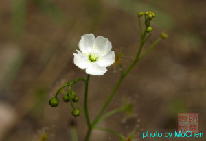 矛膏菜