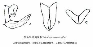 俊俏綠露螽