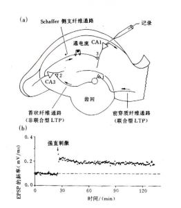 長時程增強現象