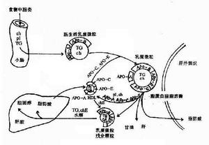 載脂蛋白E