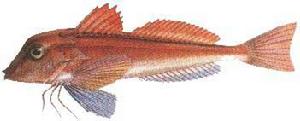 大紅娘魚