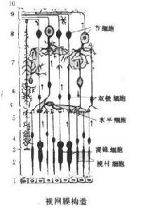 感光細胞