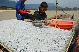 鄱陽湖銀魚