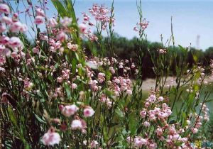 （圖）羅布麻茶