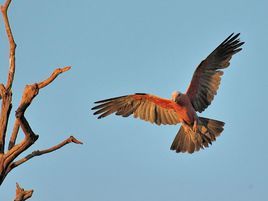 粉紅鳳頭鸚鵡北領地亞種