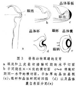 胚胎誘導作用