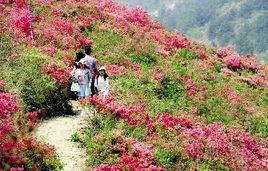 Azalea[杜鵑花科植物]