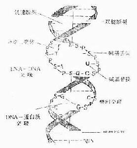 放射性甲狀腺炎