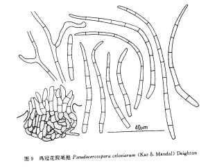 雞冠花假尾孢