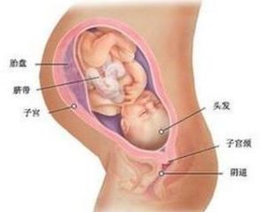 胎盤厚度