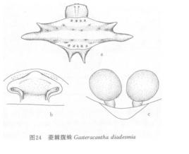 大囊須蟲