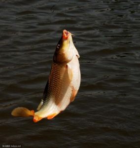 釣鯉魚