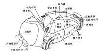 右側丘腦主要核團示意圖