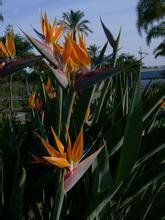 Strelitzia reginae