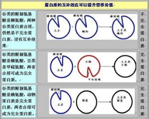 蛋白質互補作用示意圖