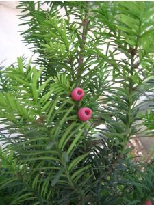 孑遺植物紅豆杉