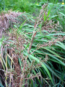 香茅花