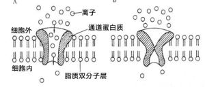 被動轉運