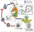 似蚓蛔線蟲生活史