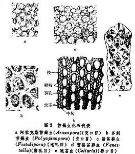 苔蘚動物門（化石）