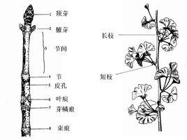 莖[植物的六大器官之一]