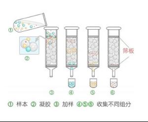 凝膠過濾層析