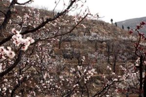 濟南張夏杏花園