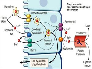 小腸鐵吸收示意圖