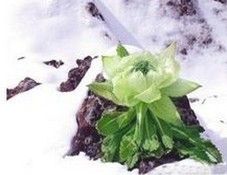 雪蓮花