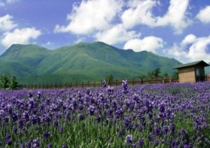 談香山千畝花海