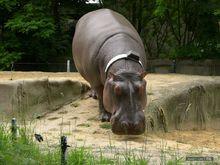 托萊多動物園