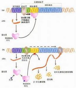 二次生長現象