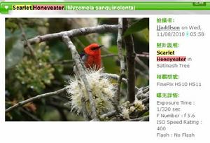 紅枕攝蜜鳥（Scarlet-naped Honeyeater）