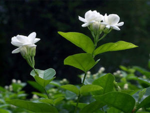 Jasminum sambac